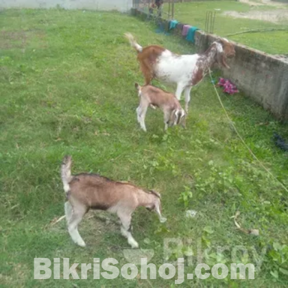 রাম ছাগল আর পাটি বাচ্চা